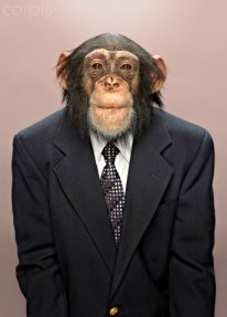 Studio portrait of chimp wearing suit